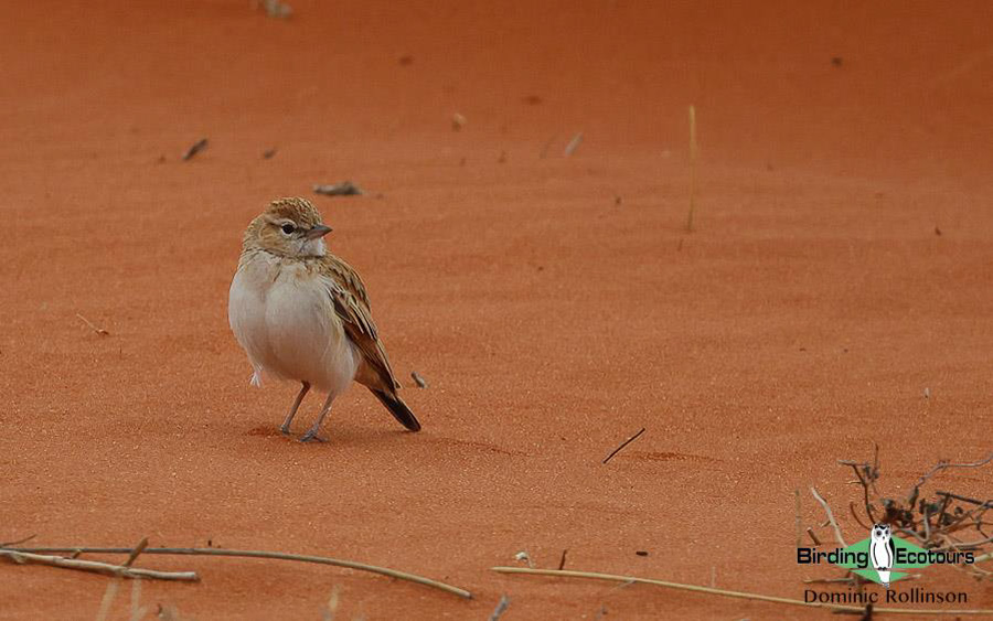 western-south-africa-report