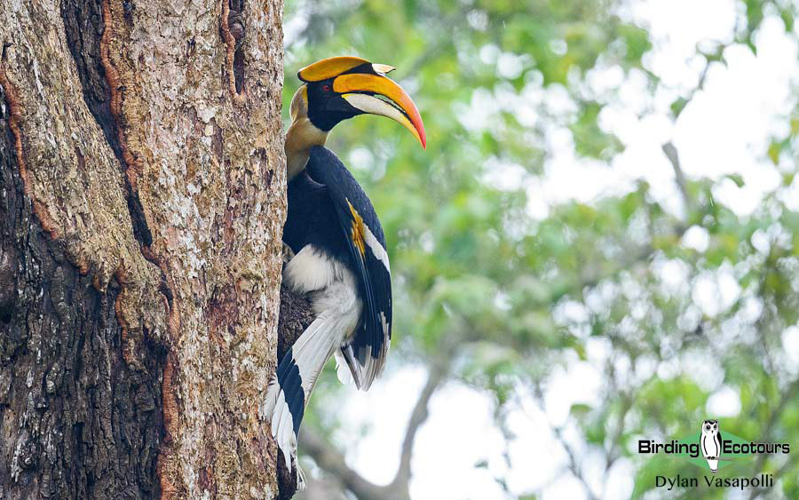 Bhutan - Spring Birding Tour_India - Kaziranga extension 