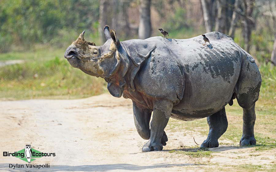 Bhutan - Spring Birding Tour_India - Kaziranga extension 