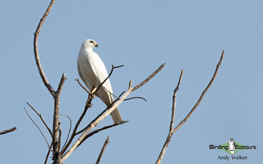 Australia September 2023 birding