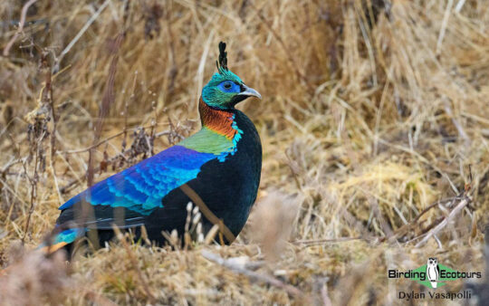Bhutan - Spring Birding Tour_India - Kaziranga extension