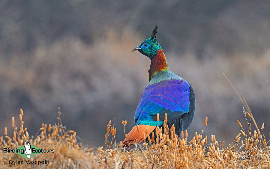 Bhutan - Spring Birding Tour_India - Kaziranga extension 