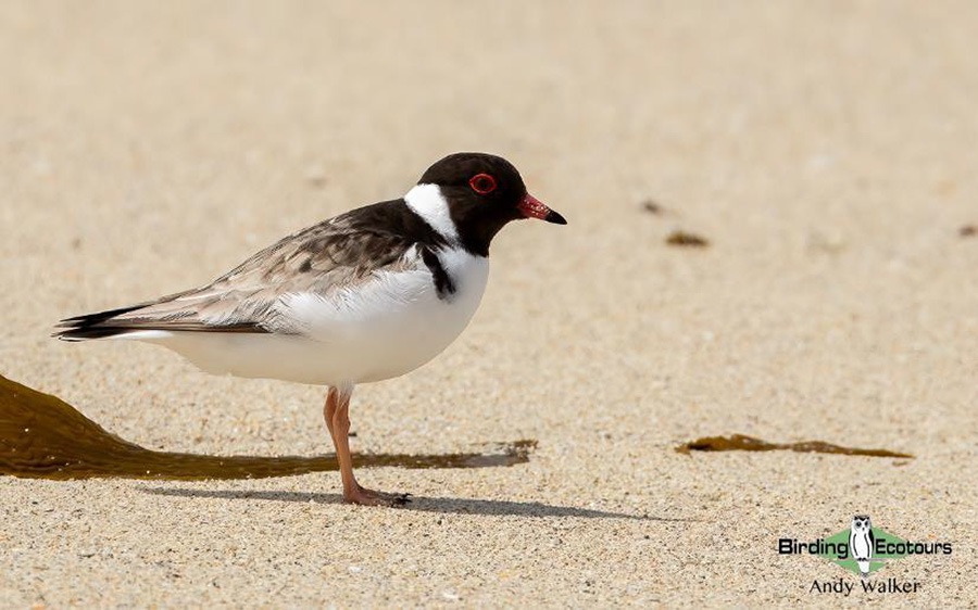 Australia birding report 2023 