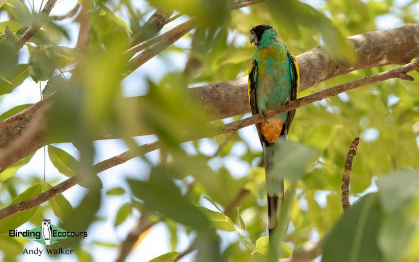 Australia Top Ending birding report
