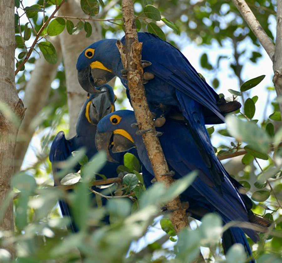 Brazil birding report