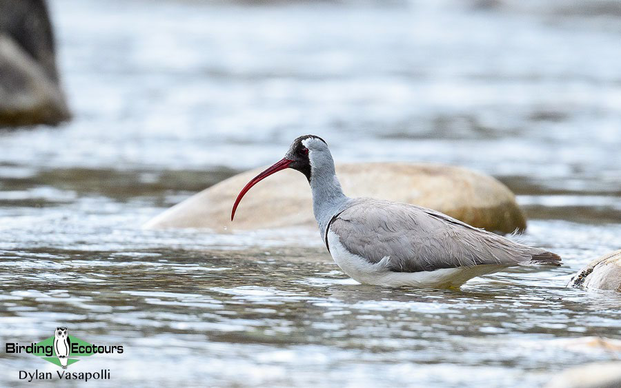Bhutan - Spring Birding Tour_India - Kaziranga extension 