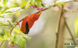 North American birding tours