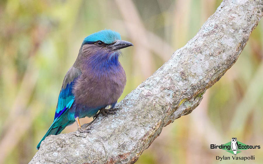 Bhutan - Spring Birding Tour_India - Kaziranga extension 