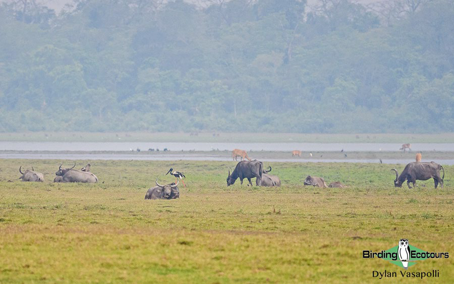 Bhutan - Spring Birding Tour_India - Kaziranga extension 