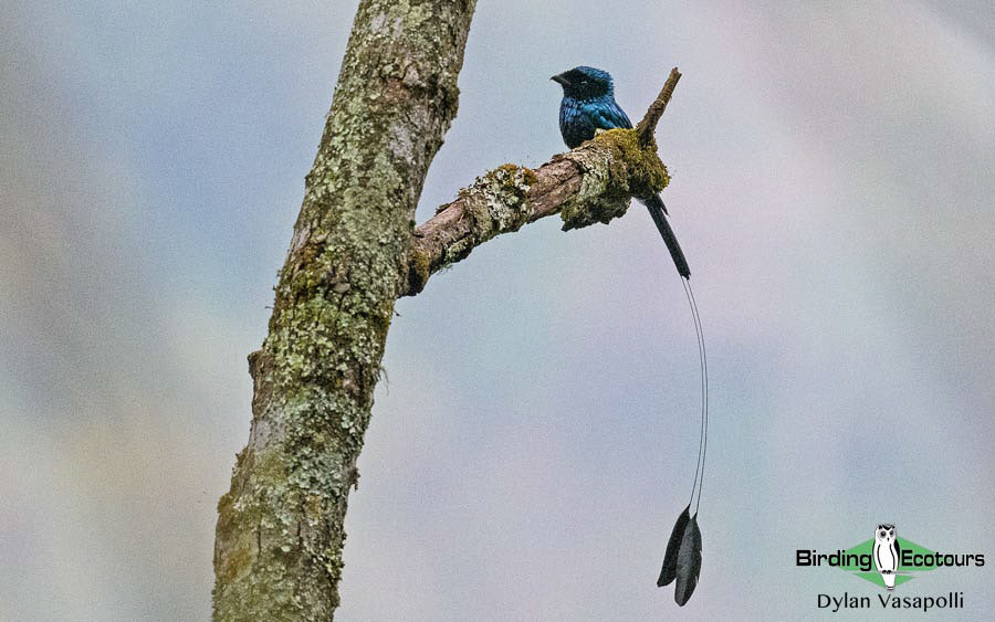 Bhutan - Spring Birding Tour_India - Kaziranga extension 