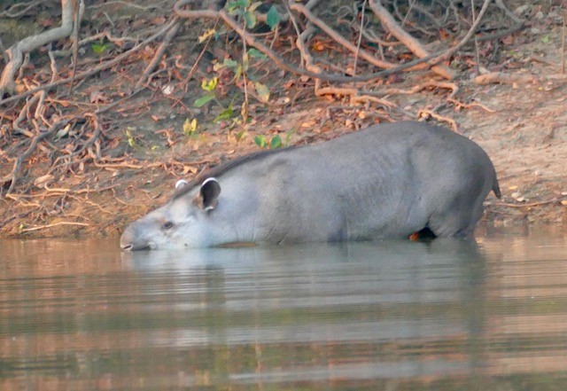 Brazil birding report