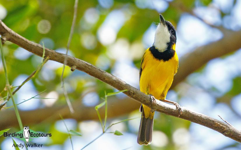 Australia Top Ending birding report