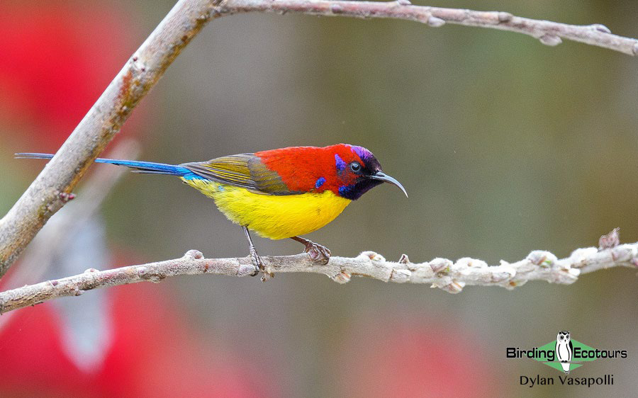 Bhutan - Spring Birding Tour_India - Kaziranga extension 