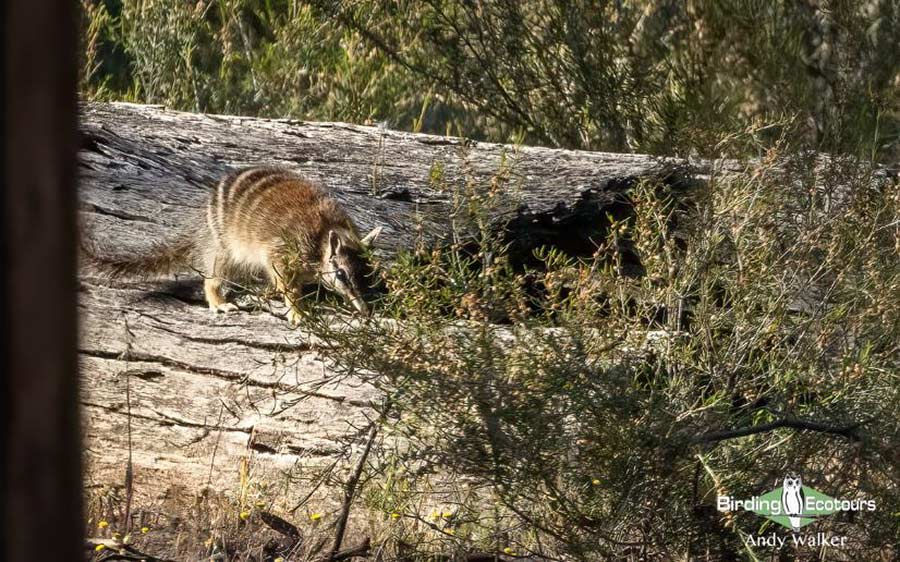 Australia birding report 2023 