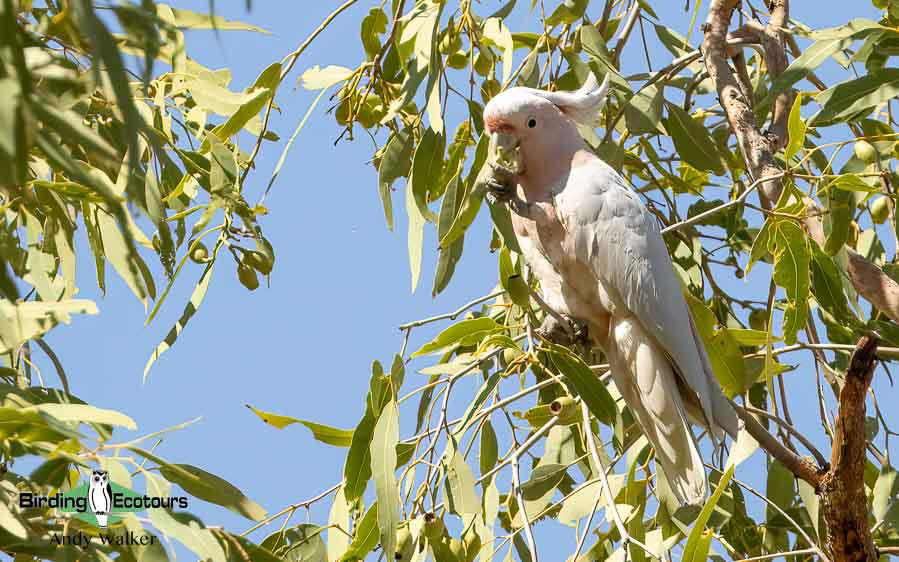 Alice Springs birding trip report