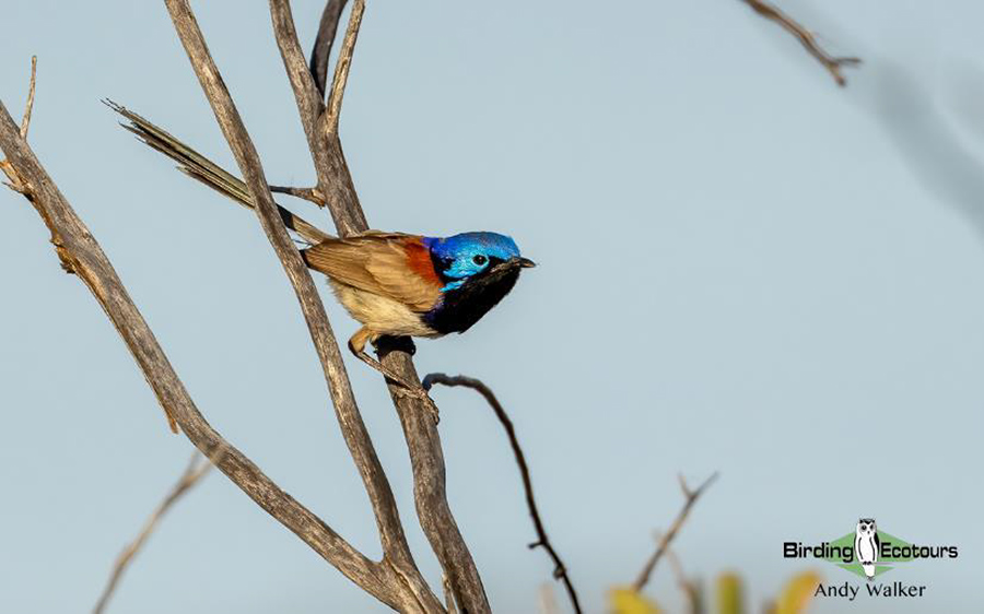 Australia October 2023 birding