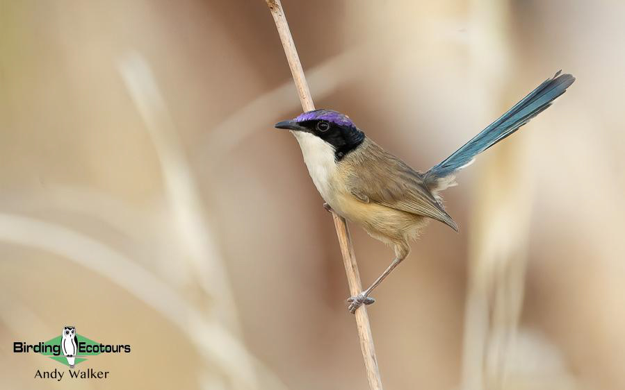 Australia Top Ending birding report