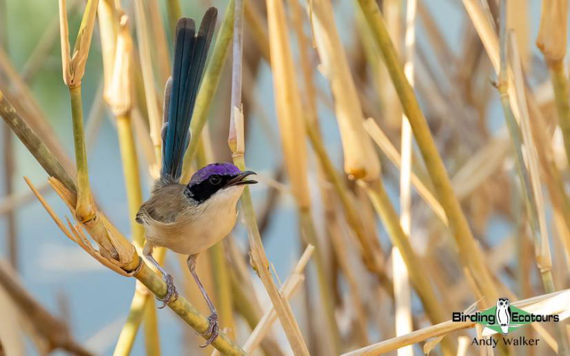 Australia Top Ending birding report