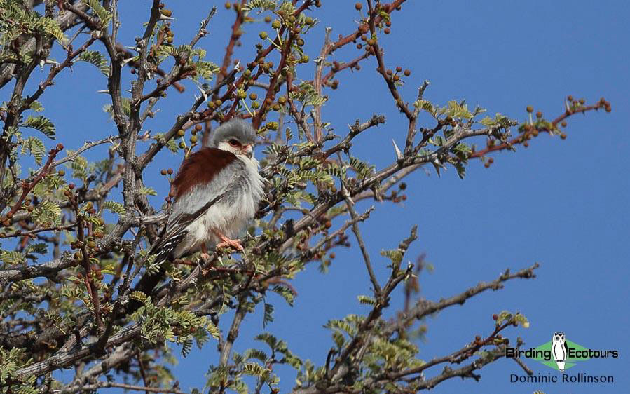 western-south-africa-report