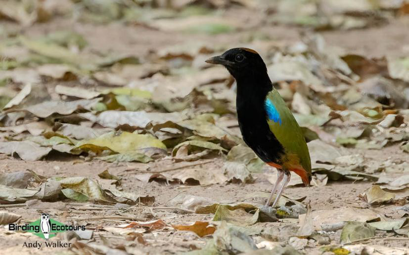 Australia Top Ending birding report
