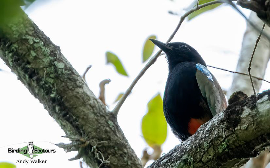 Australia September 2023 birding