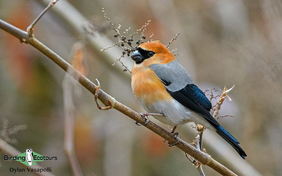 Bhutan - Spring Birding Tour_India - Kaziranga extension 
