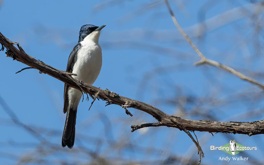 Australia birding report 2023 