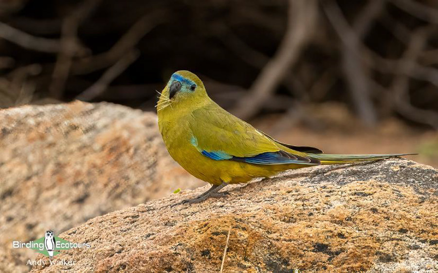 Australia birding report 2023 