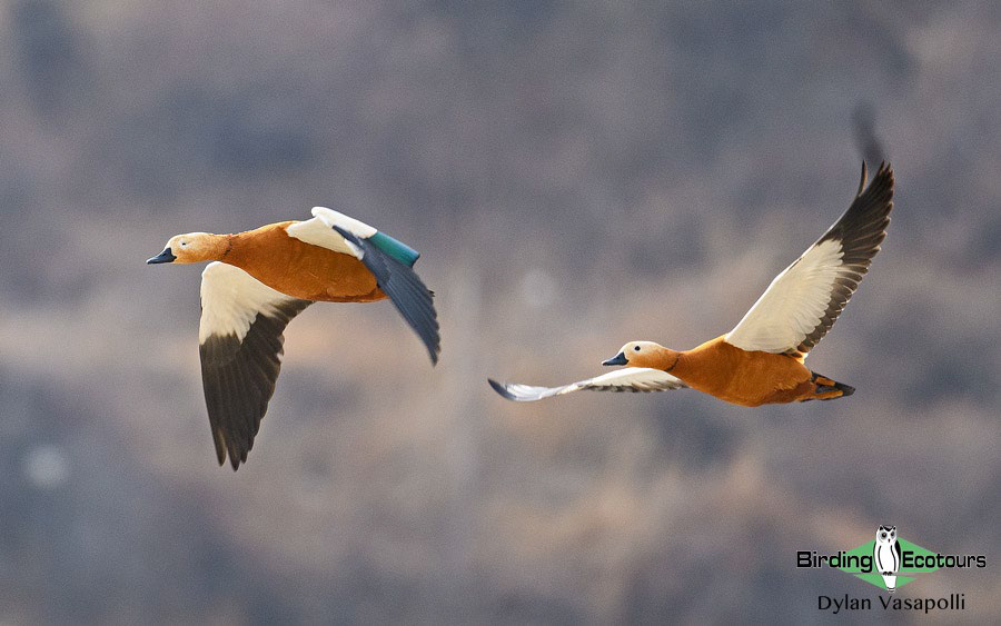 Bhutan - Spring Birding Tour_India - Kaziranga extension 
