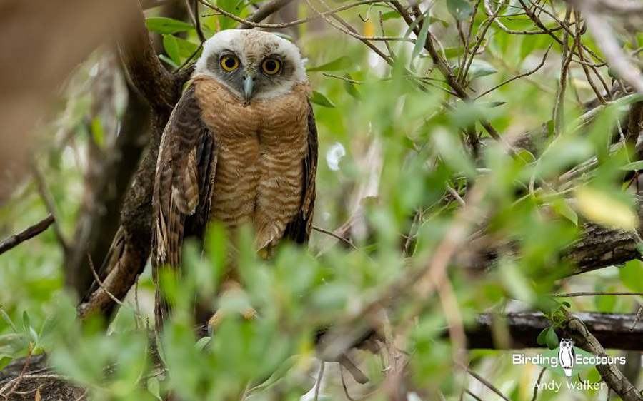 Australia September 2023 birding