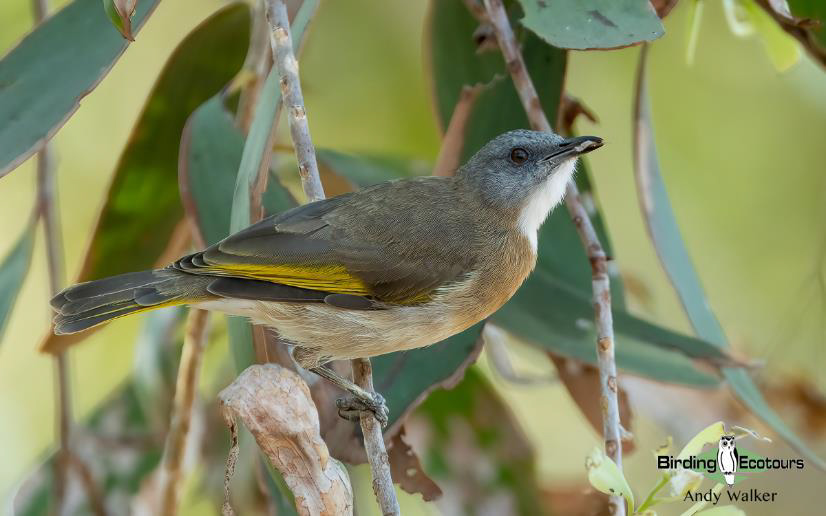 Australia Top Ending birding report