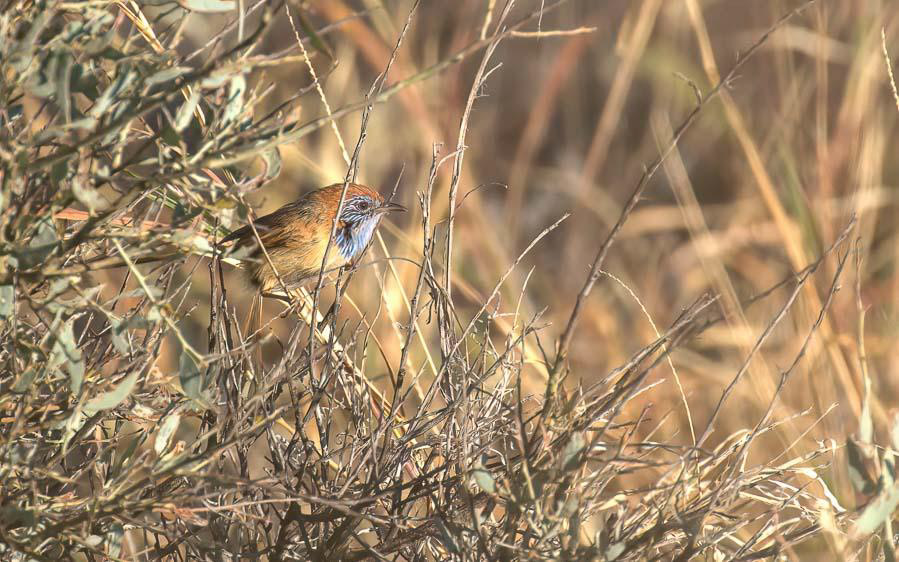 Alice Springs birding trip report