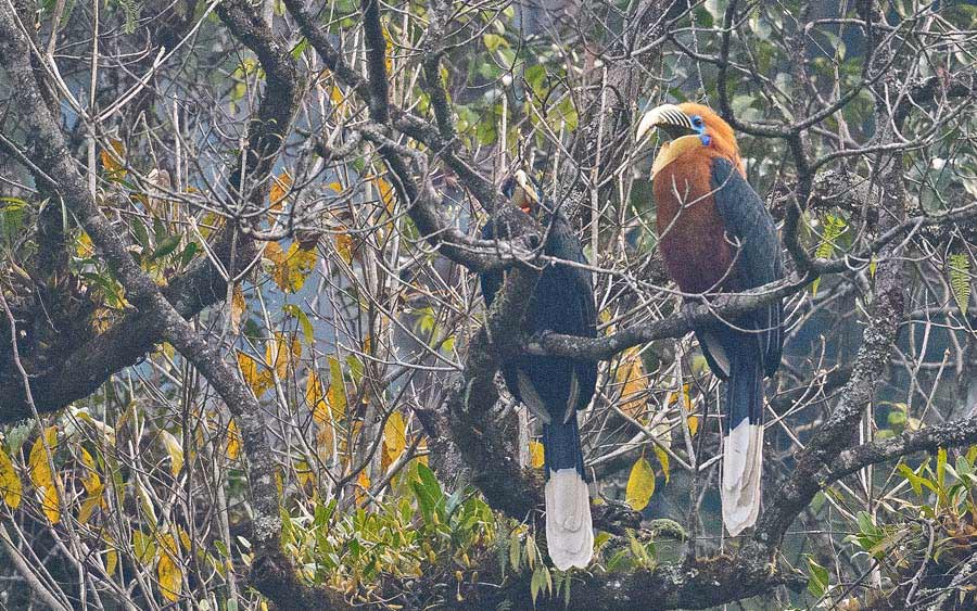 Bhutan - Spring Birding Tour_India - Kaziranga extension 