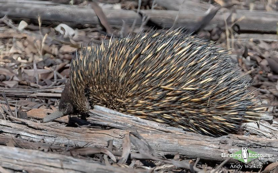 Australia birding report 2023 