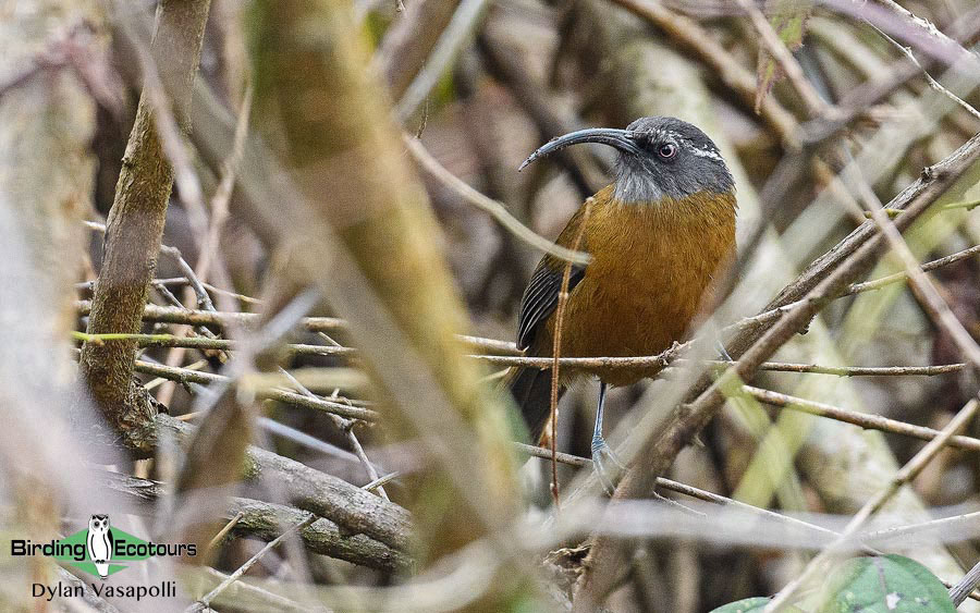 Bhutan - Spring Birding Tour_India - Kaziranga extension 
