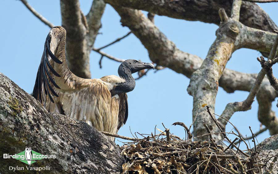 Bhutan - Spring Birding Tour_India - Kaziranga extension 