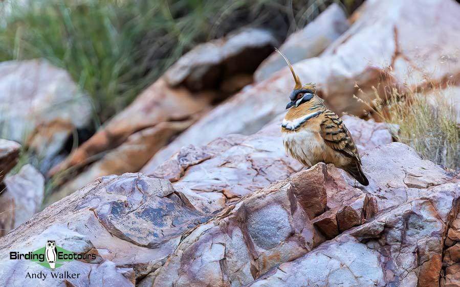 Alice Springs birding trip report