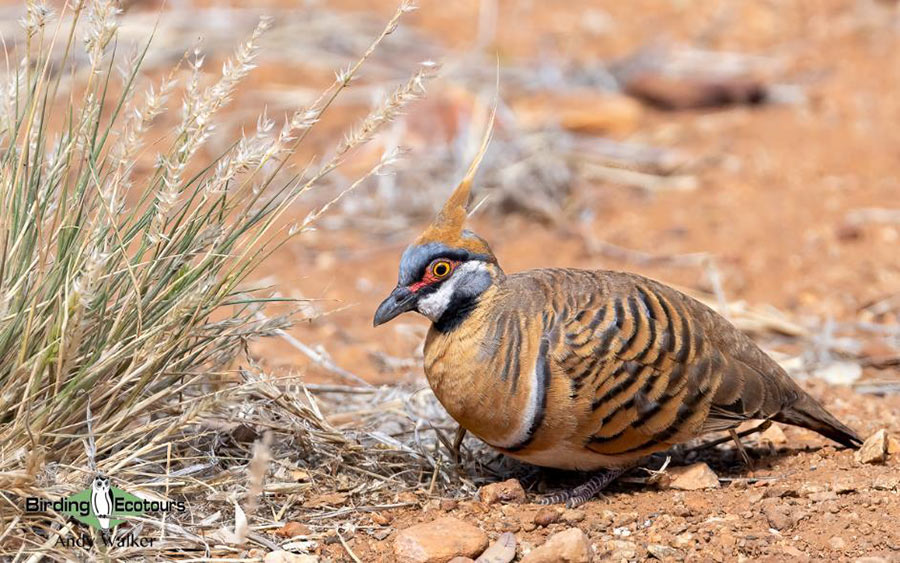 Australia October 2023 birding