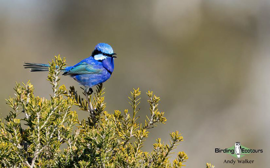 Australia birding report 2023 