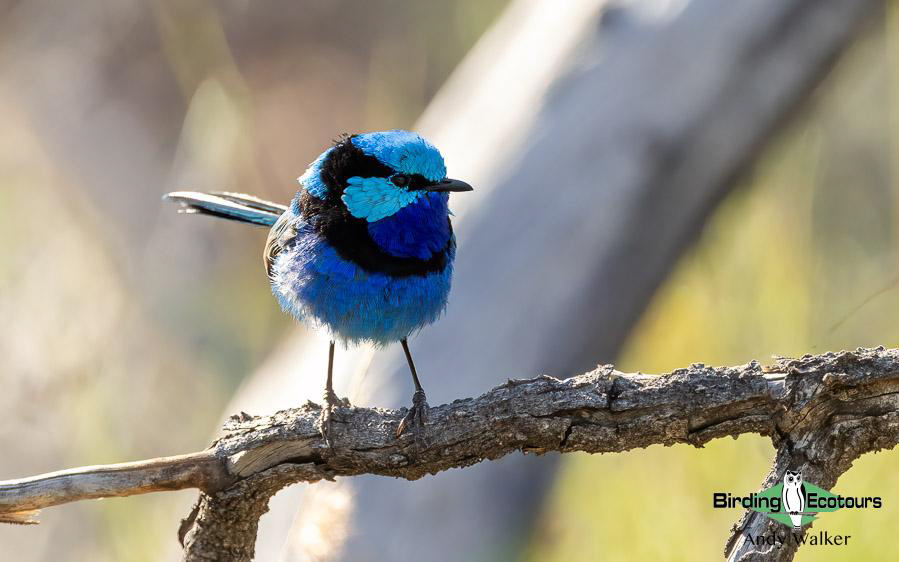 Alice Springs birding trip report