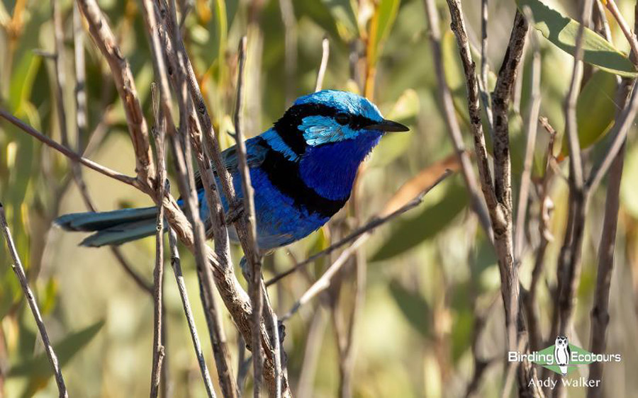 Australia October 2023 birding