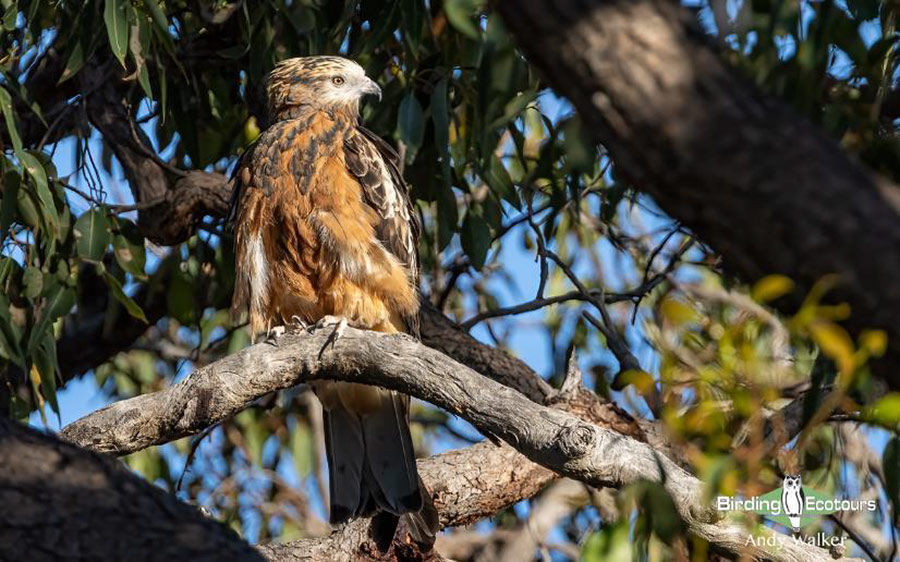 Australia birding report 2023 