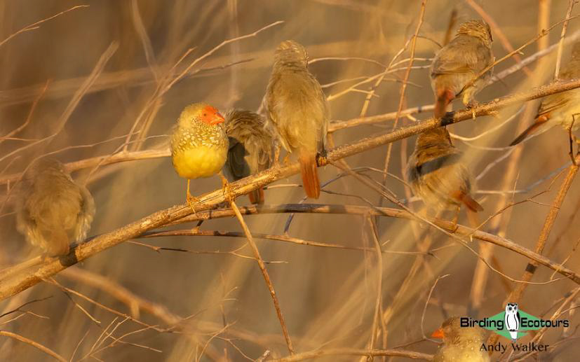 Australia Top Ending birding report