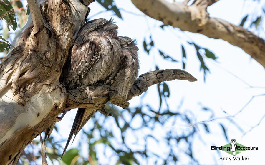 Australia birding report 2023 