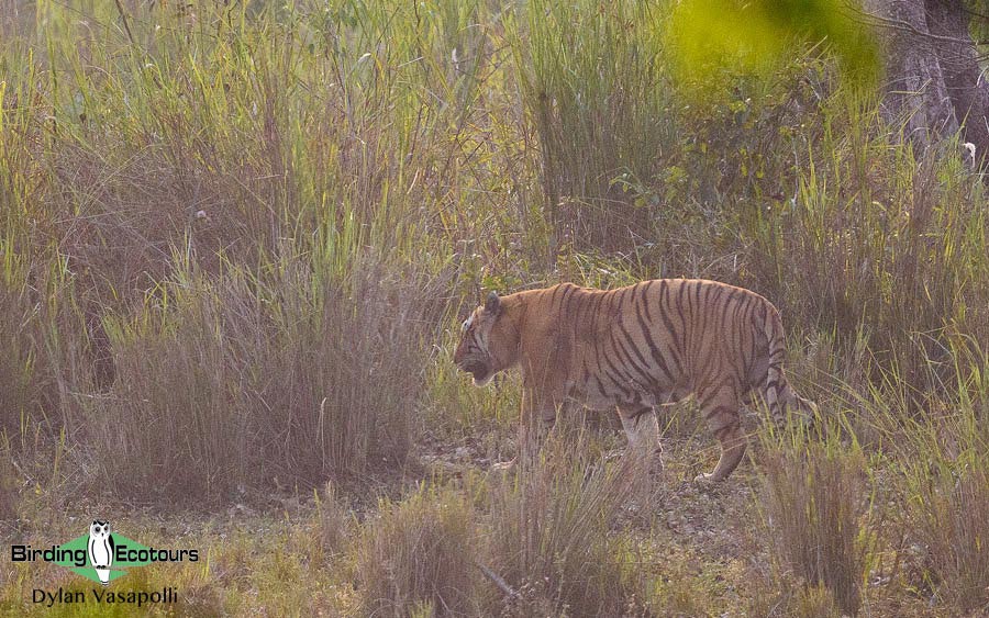 Bhutan - Spring Birding Tour_India - Kaziranga extension 