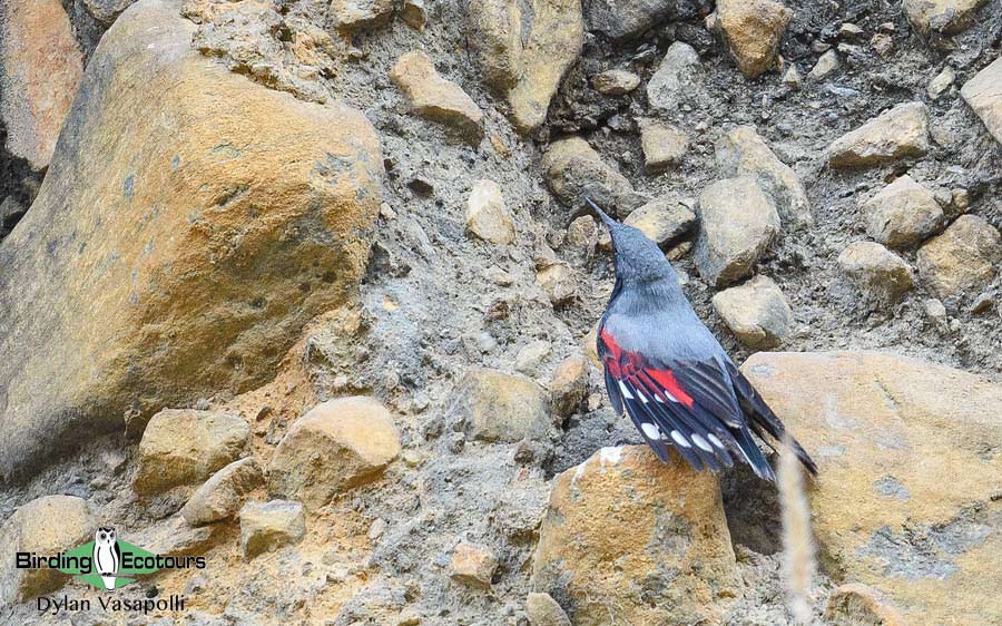 Bhutan - Spring Birding Tour_India - Kaziranga extension 