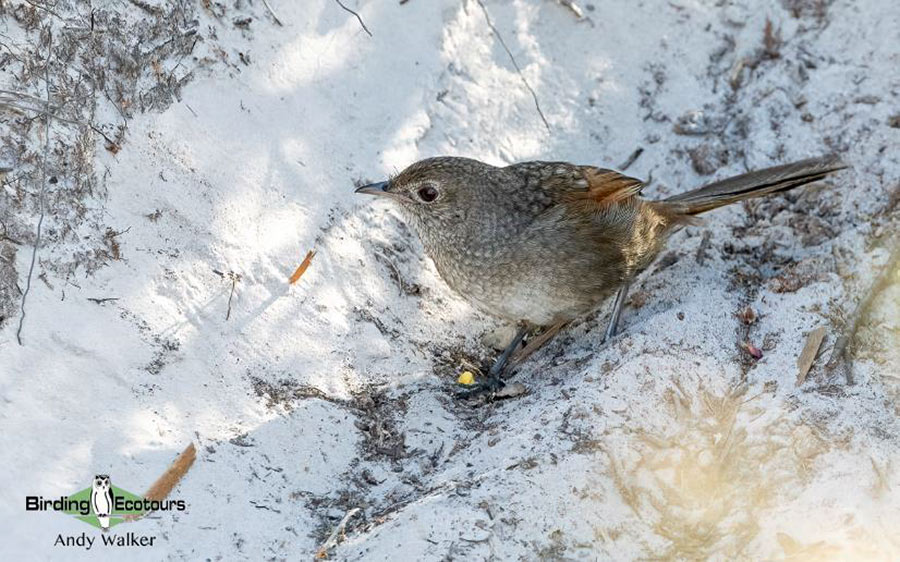 Australia birding report 2023 