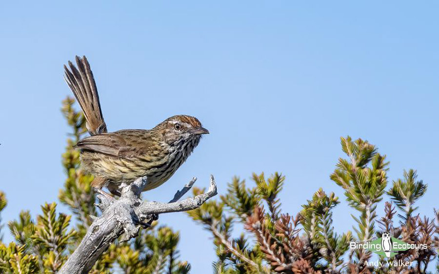 Australia birding report 2023 