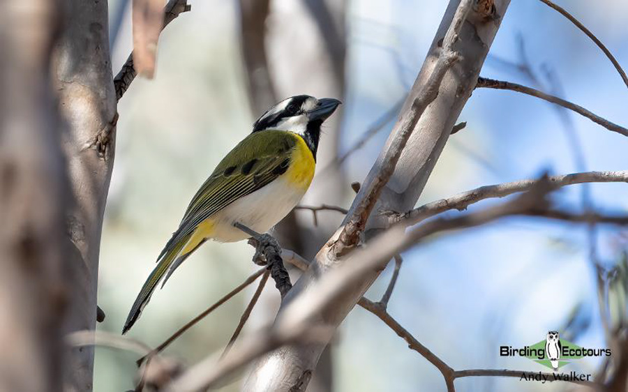 Australia birding report 2023 