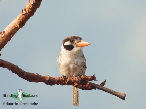 Brazil birding report